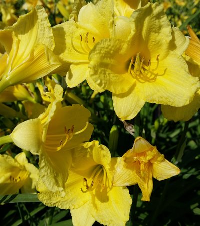 Daylily Happy Returns